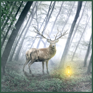 the-deer-and-the-light