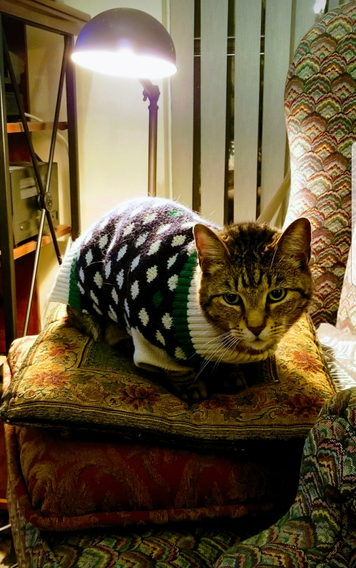 Todd in the Sweater of Shame