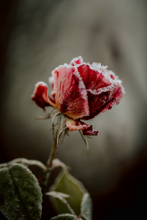 A frozen rose will surely die